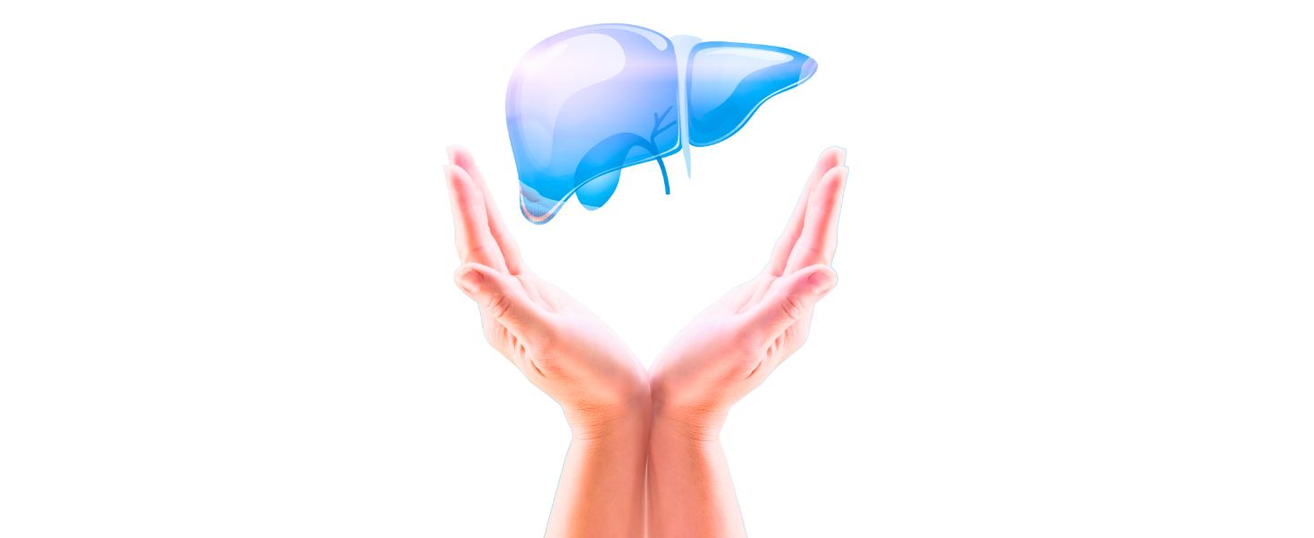 Discover the Vibrant World of Liver Cells 🌿